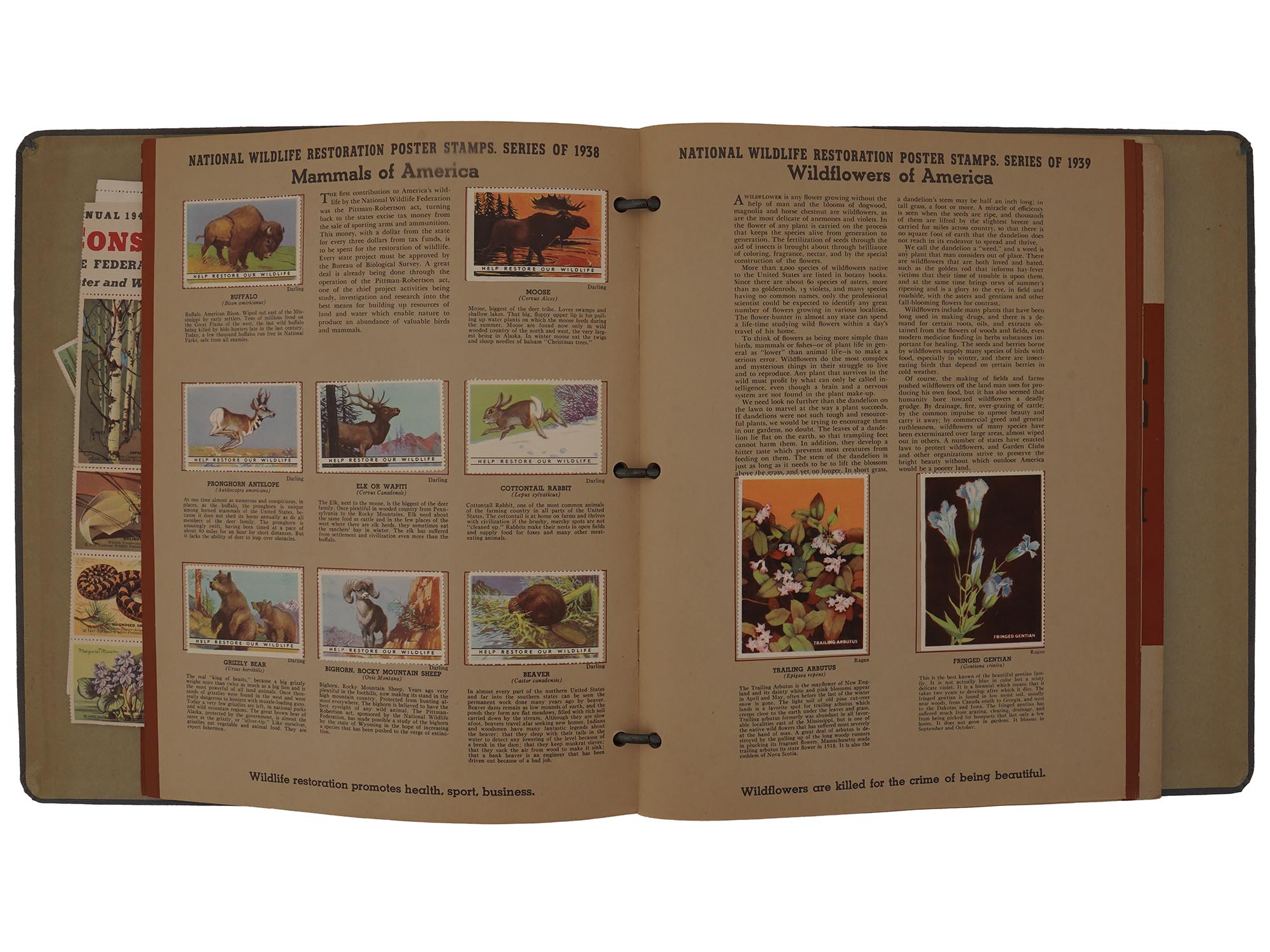 1939 NWF AMERICAN WILDLIFE POSTER STAMP ALBUM PIC-3